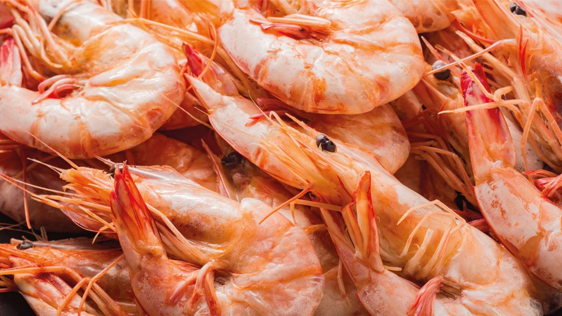 DULCOMARIN® II assists shrimp farmers in Brazil 